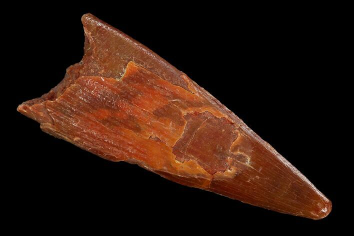 Fossil Pterosaur (Siroccopteryx) Tooth - Morocco #127695